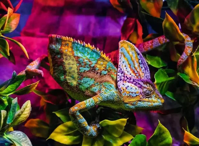タウカン Town&Country Chameleon 5’9” Ravensburger Puzzle 500 Piece, Colourful Animals: Chameleon