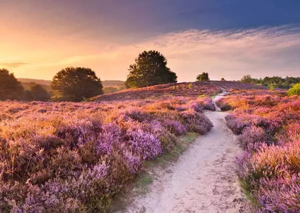 Ravensburger Puzzle 1000 Piece, Beautiful Walkways: Pink Pathway - Treasure Island Toys