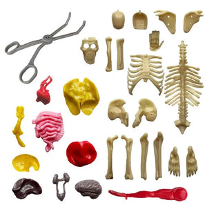 Thames & Kosmos Ooze Labs: Visible Human Body - Treasure Island Toys