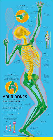 DK Body: Your Amazing Anatomy Revealed!
