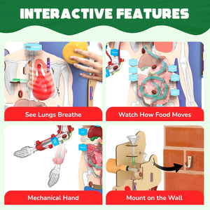 Smartivity Interactive Human Body - Treasure Island Toys