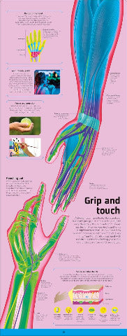 DK Body: Your Amazing Anatomy Revealed!