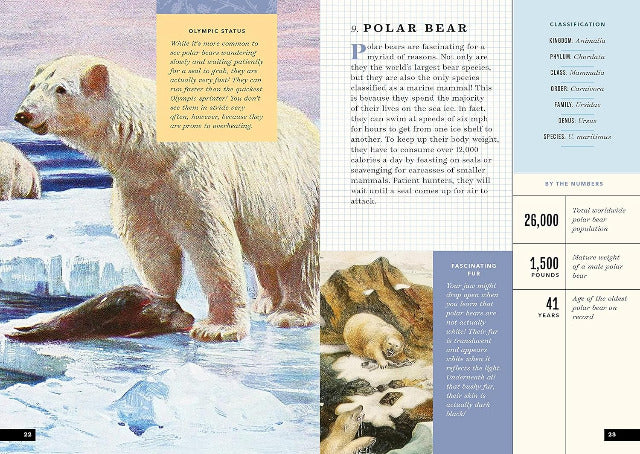 The Little Book of Arctic Animals - Treasure Island Toys
