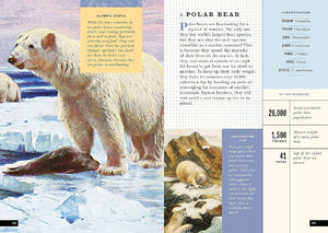 The Little Book of Arctic Animals - Treasure Island Toys