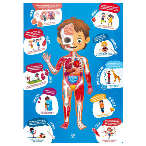 Hape Puzzle Human Body - Treasure Island Toys