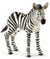 Schleich Zebra Foal - Treasure Island Toys