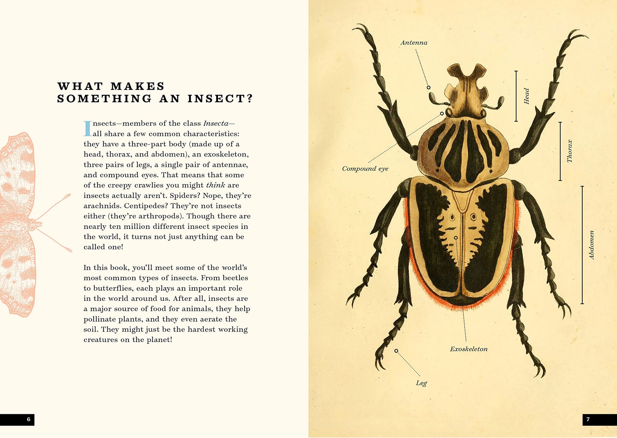 The Little Book of Insects - Treasure Island Toys