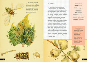 The Little Book of Insects - Treasure Island Toys