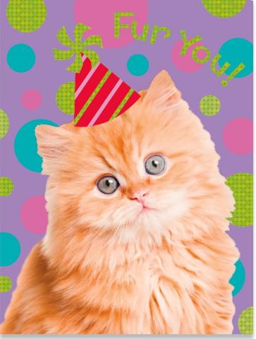 Greeting Card Enclosure -  Cat Photo - Treasure Island Toys