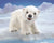 Folkmanis Puppet - Polar Bear Cub - Treasure Island Toys