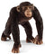 Schleich Chimpanzee, Male - Treasure Island Toys